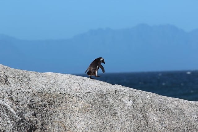 Table Mountain Skip The Line Tickets - Photo 1 of 3